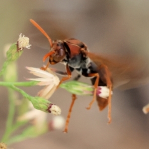 Polistes sp. (genus) at Belvoir Park - 11 Mar 2024 12:40 PM
