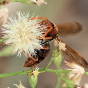 Polistes sp. (genus) at Belvoir Park - 11 Mar 2024