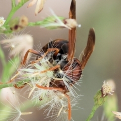 Polistes sp. (genus) at Belvoir Park - 11 Mar 2024 12:40 PM