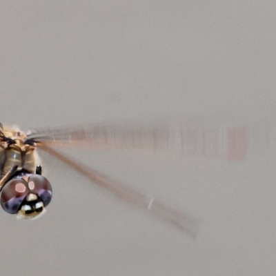 Hemicordulia tau (Tau Emerald) at Wodonga - 11 Mar 2024 by KylieWaldon