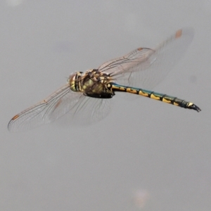 Hemicordulia tau at Belvoir Park - 11 Mar 2024 12:23 PM