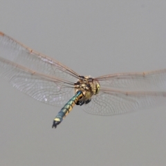 Hemicordulia tau at Belvoir Park - 11 Mar 2024 12:23 PM