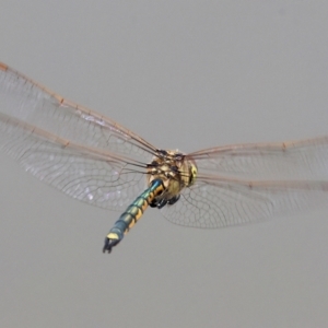 Hemicordulia tau at Belvoir Park - 11 Mar 2024 12:23 PM