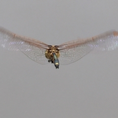 Hemicordulia tau at Belvoir Park - 11 Mar 2024 12:23 PM