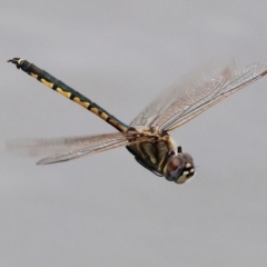 Hemicordulia tau at Belvoir Park - 11 Mar 2024 12:23 PM