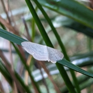 Scopula optivata at Watson, ACT - 11 Mar 2024