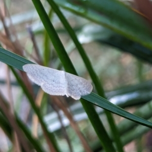 Scopula optivata at Watson, ACT - 11 Mar 2024