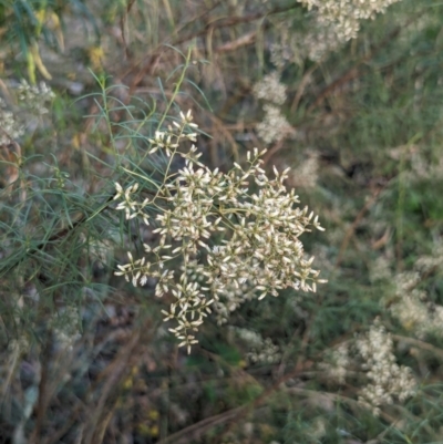 Cassinia quinquefaria (Rosemary Cassinia) at Watson Green Space - 11 Mar 2024 by AniseStar