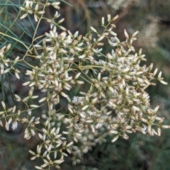 Cassinia quinquefaria at Watson Green Space - 11 Mar 2024 06:42 PM