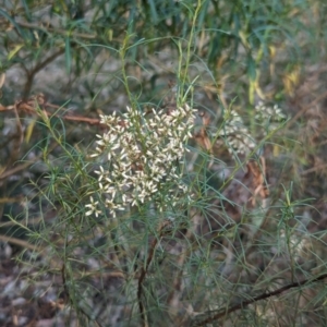 Cassinia quinquefaria at Watson Green Space - 11 Mar 2024 06:42 PM