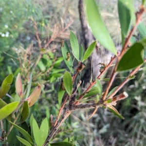 Pterygophorus cinctus at Watson Green Space - 11 Mar 2024