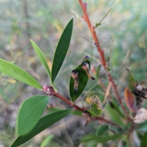 Pterygophorus cinctus at Watson Green Space - 11 Mar 2024