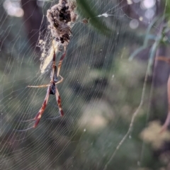 Trichonephila edulis (Golden orb weaver) at Watson Green Space - 11 Mar 2024 by AniseStar