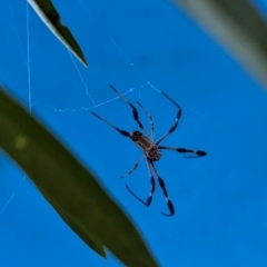 Trichonephila edulis at Watson Green Space - 11 Mar 2024