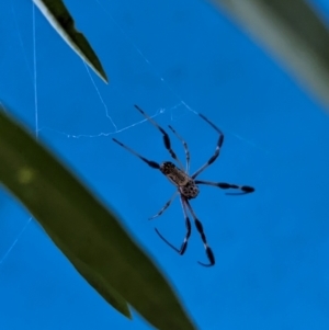 Trichonephila edulis at Watson Green Space - 11 Mar 2024