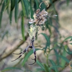 Trichonephila edulis at Watson Green Space - 11 Mar 2024