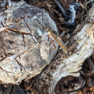 Colepia rufiventris at Watson Green Space - 11 Mar 2024