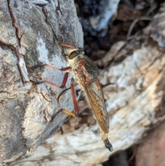 Colepia rufiventris at Watson Green Space - 11 Mar 2024 06:19 PM