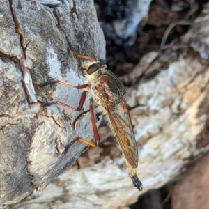 Colepia rufiventris at Watson Green Space - 11 Mar 2024 06:19 PM