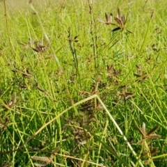 Cyperus sanguinolentus (A Sedge) at Yass River, NSW - 9 Mar 2024 by SenexRugosus