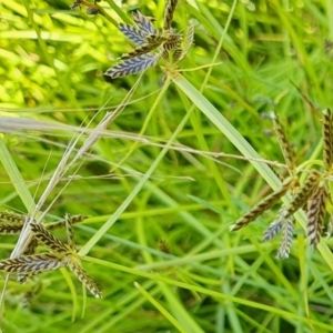 Cyperus sanguinolentus at Rugosa - 9 Mar 2024