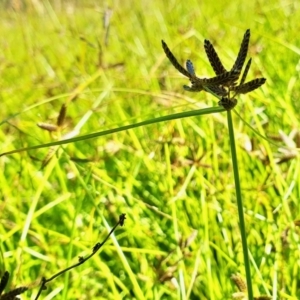 Cyperus sanguinolentus at Rugosa - 9 Mar 2024