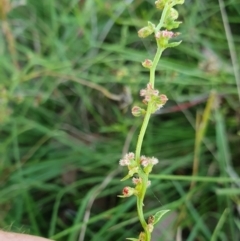 Haloragis heterophylla (Variable Raspwort) at Yass River, NSW - 9 Mar 2024 by SenexRugosus