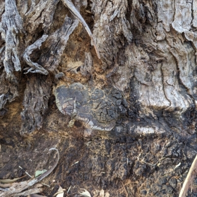 Phellinus sp. (non-resupinate) (A polypore) at Watson, ACT - 11 Mar 2024 by AniseStar