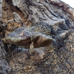 Phellinus sp. (non-resupinate) at Watson Green Space - 11 Mar 2024