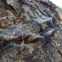 Phellinus sp. (non-resupinate) at Watson Green Space - 11 Mar 2024 06:17 PM