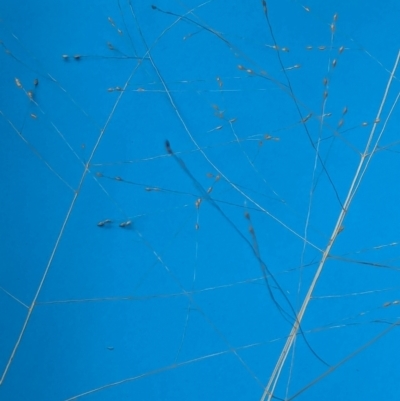 Panicum effusum (Hairy Panic Grass) at Watson Green Space - 11 Mar 2024 by AniseStar