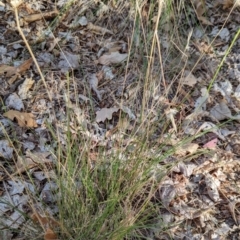 Microlaena stipoides at Watson Green Space - 11 Mar 2024 by AniseStar