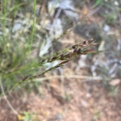 Aristida ramosa (Purple Wire Grass) at Hall, ACT - 13 Mar 2024 by strigo