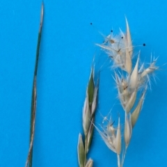 Rytidosperma (genus) (Wallaby Grass) at Watson Green Space - 11 Mar 2024 by AniseStar