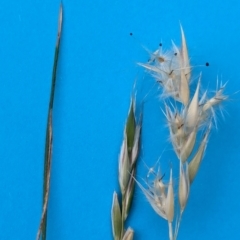 Rytidosperma sp. (Wallaby Grass) at Watson Green Space - 11 Mar 2024 by AniseStar