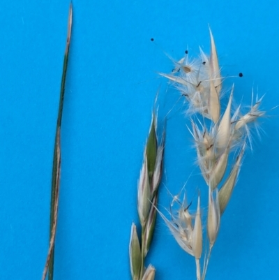 Rytidosperma (genus) (Wallaby Grass) at Watson Green Space - 11 Mar 2024 by AniseStar