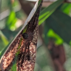 Isopedella pessleri (A huntsman spider) at Watson Green Space - 11 Mar 2024 by AniseStar