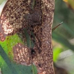 Isopedella pessleri at Watson Green Space - 11 Mar 2024 05:25 PM