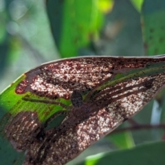 Isopedella pessleri at Watson Green Space - 11 Mar 2024