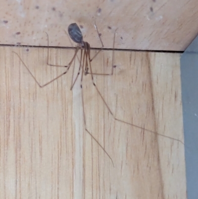 Pholcus phalangioides (Daddy-long-legs spider) at Watson, ACT - 11 Mar 2024 by AniseStar