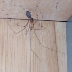 Pholcus phalangioides at Watson, ACT - 11 Mar 2024