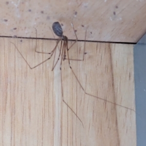 Pholcus phalangioides at Watson, ACT - 11 Mar 2024