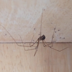 Pholcus phalangioides at Watson, ACT - 11 Mar 2024