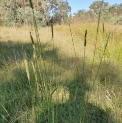 Setaria parviflora (Slender Pigeon Grass) at Yass River, NSW - 9 Mar 2024 by SenexRugosus