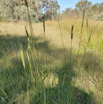 Setaria parviflora (Slender Pigeon Grass) at Yass River, NSW - 9 Mar 2024 by SenexRugosus