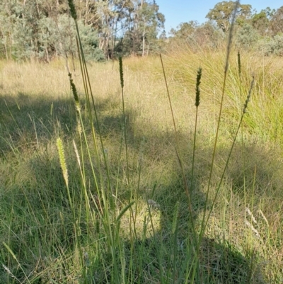 Setaria parviflora at Yass River, NSW - 9 Mar 2024 by SenexRugosus
