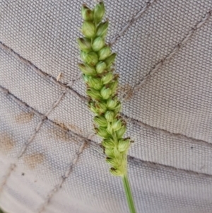 Setaria parviflora at Rugosa - 9 Mar 2024 05:17 PM