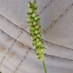 Setaria parviflora at Rugosa - 9 Mar 2024