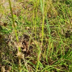 Setaria parviflora at Rugosa - 9 Mar 2024 05:17 PM