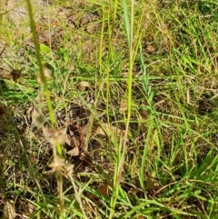 Setaria parviflora at Rugosa - 9 Mar 2024